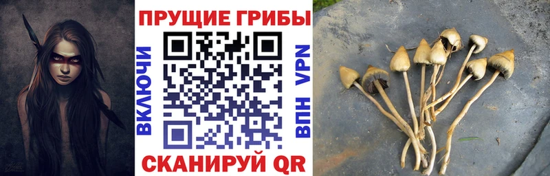 где продают наркотики  hydra зеркало  Галлюциногенные грибы Psilocybine cubensis  Энгельс 
